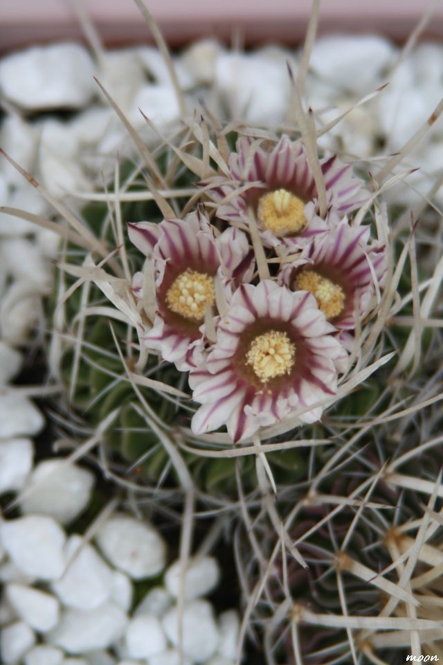 ferrocactus ferrarii